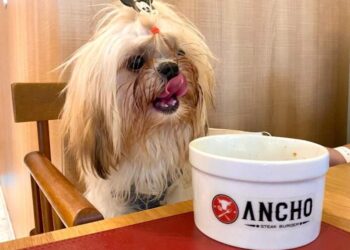 Restaurantes Inovam em Manaus com “Cardápio Pet Friendly”