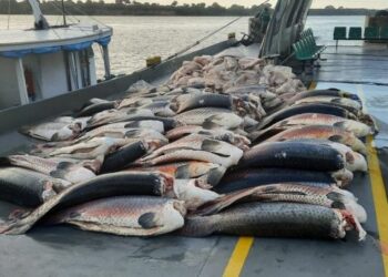 Operação apreende mais de 9 toneladas de pirarucu no Amazonas