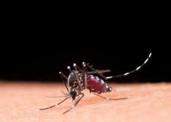 Problemas ambientais e de infraestrutura nas cidades propiciam o aumento da dengue