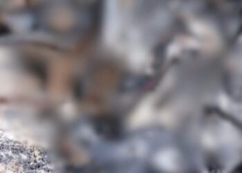 Corpos carbonizados são encontrados em ramal do Puraquequara, em Manaus