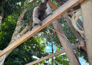 Macacos silvestres são resgatados e homem é preso por maus-tratos no AM
