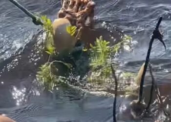 Perna de homem desaparecido é encontrada boiando no rio em Coari