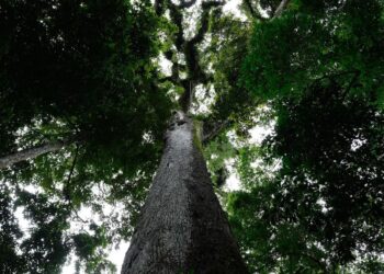 Com 63 vetos, lei do licenciamento ambiental é sancionada