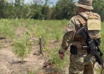 PF destrói 8 mil pés de maconha em plantações clandestinas no Amazonas