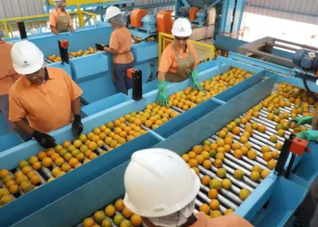 Exportação de produtos atingidos por tarifaço cai 22% em agosto