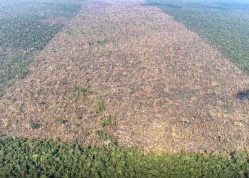 Amazônia perdeu área de vegetação do tamanho da França em 40 anos