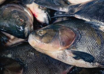 Feira do Tambaqui oferta 9 toneladas de pescado em Manaus neste fim de semana
