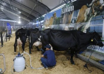 Expoagro 2025: Sepror promove concursos de queijo, doce de leite, de raças de animais e torneio leiteiro