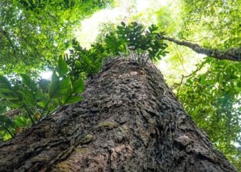 Suíça anuncia doação de R$ 33 milhões para Fundo Amazônia